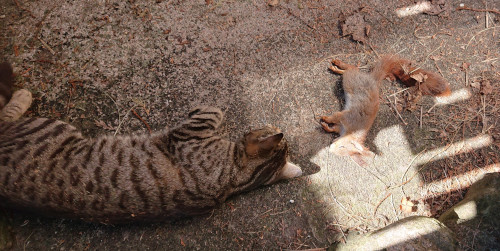 Ada with a squirrel